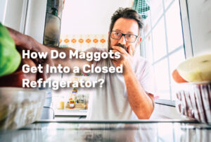 How Do Maggots Get Into a Closed Refrigerator realestateke