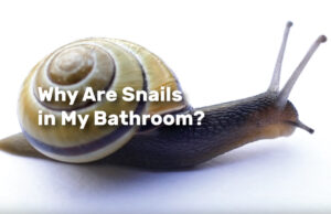 Why Are Snails in My Bathroom realestateke