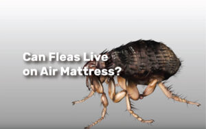 Can Fleas Live on Air Mattress realestateke