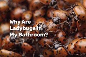 Why Are Ladybugs in My Bathroom realestateke