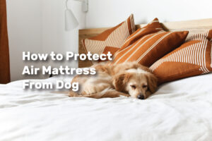 How to Protect Air Mattress From Dog realestateke